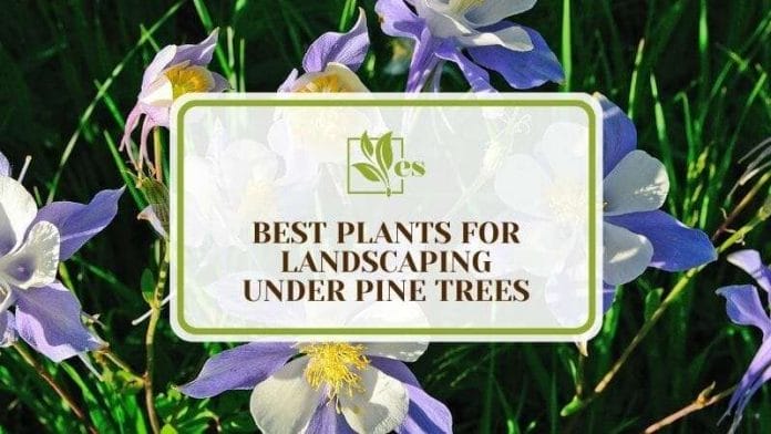 24 Best Plants For Landscaping Under Pine Trees