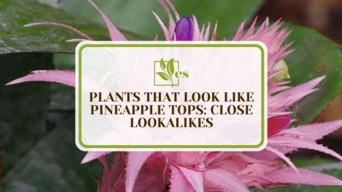 5 Plants That Look Like Pineapple Tops Close Lookalikes