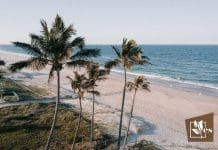 A Concise Location Guide Of Palm Trees