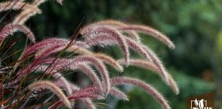 A List of Grasses That Can Ameliorate Your Garden