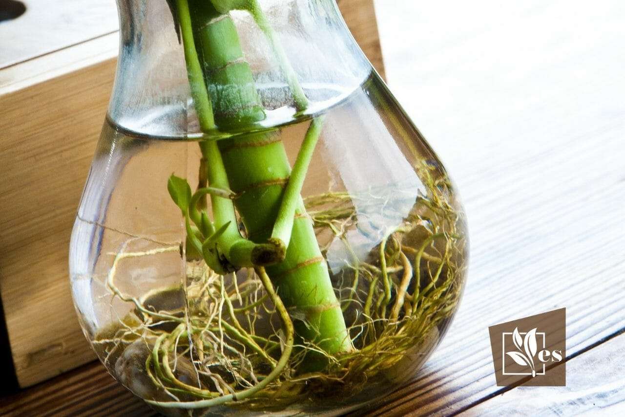 Watering Plants With Rooting Hormone How You Can Add Boost