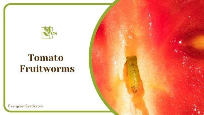 A Single Tomato Fruitworms Busy Eating