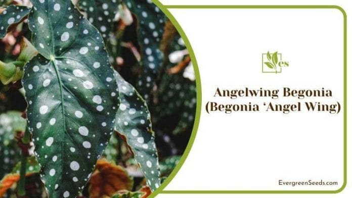 Angelwing Begonia