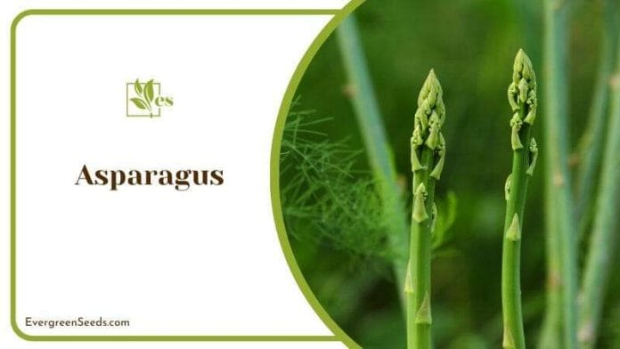 Asparagus Plants in Garden
