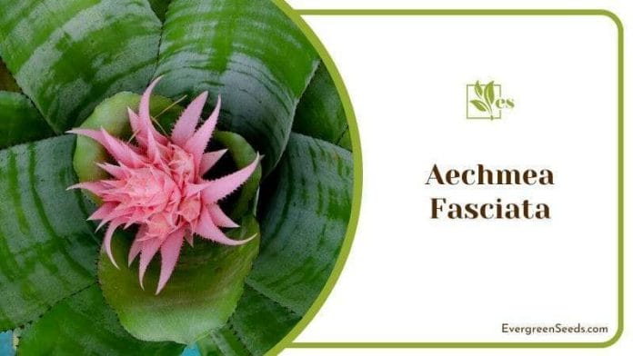 Beautiful Pink Flower of Aechmea Fasciata