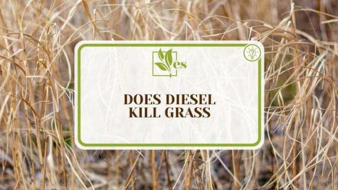 Better Insight of Killing Grass with Diesel