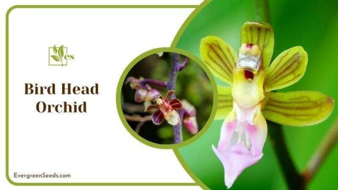 Bird Head Orchid Flower