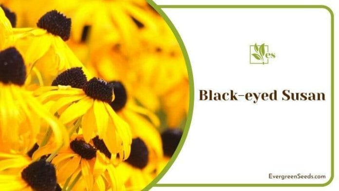 Black Eyed Susan Flower Bed