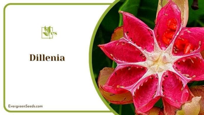 Blooming Dillenia Suffruticosa