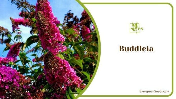 Butterfly Bush of Buddleia Flowers