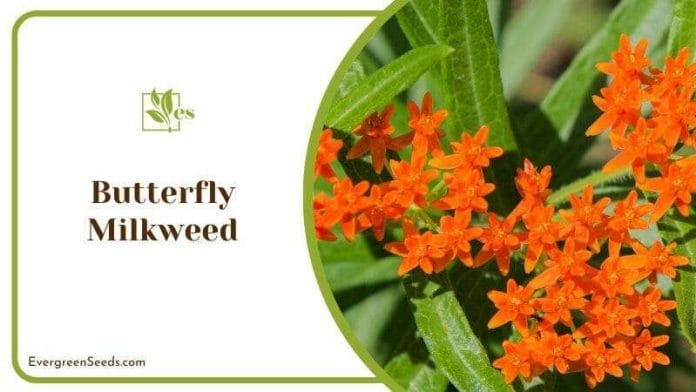 Butterfly Milkweed Growth Requirements