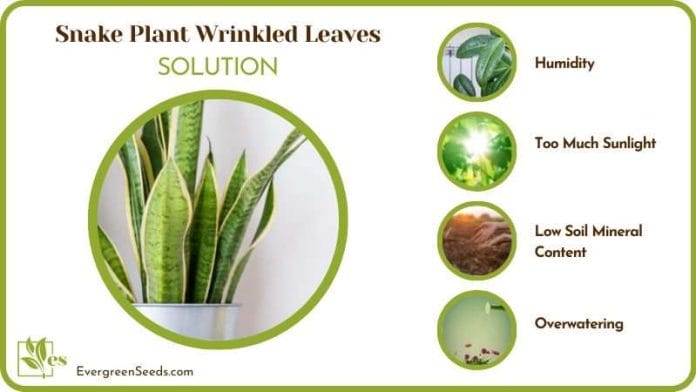 Care of Snake Plants With Wrinkled Leaves