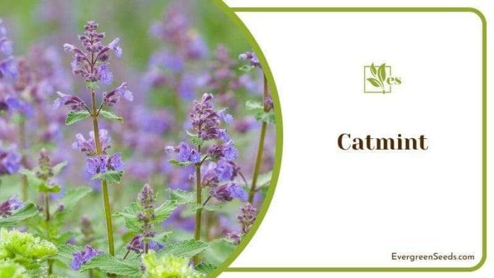 Catmint Safety Precaution