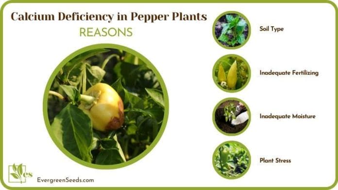 Causes Calcium Deficiency in Pepper Plants