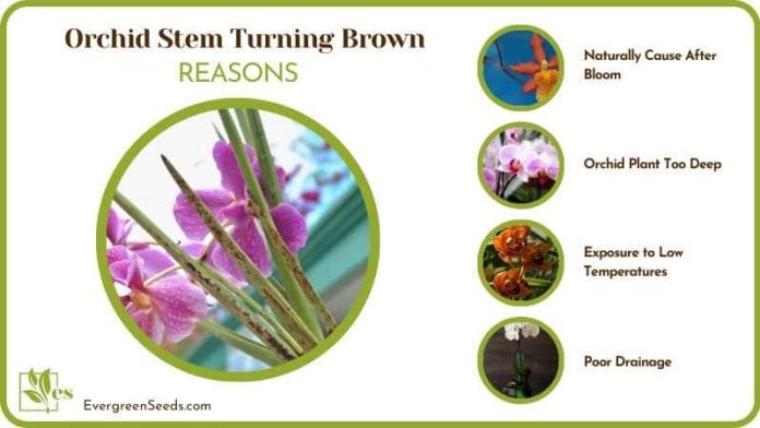 Causes of Orchid Stem Turning Brown