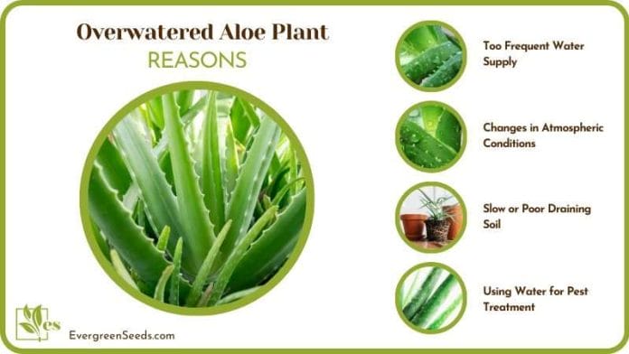 Causes of Overwatered Aloe Plant