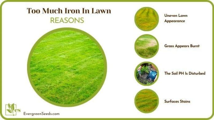 Causes of Too Much Iron In Lawn