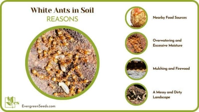 Causes of White Ants in Soil