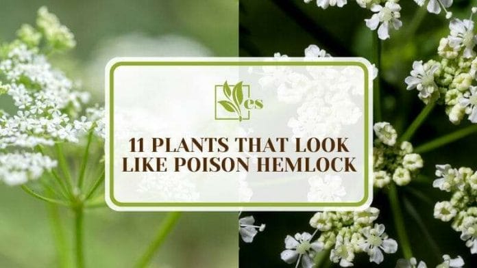 Choice of Plants That Look Like Poison Hemlock