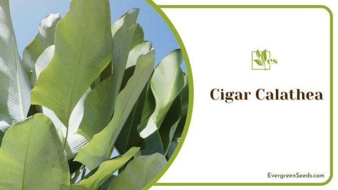 Cigar Calathea