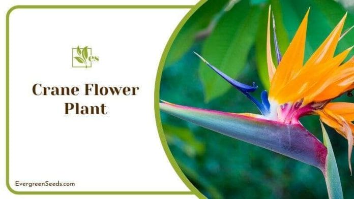 Crane Flower Plant