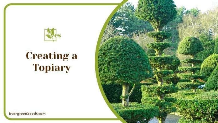 Creating a Topiary with arborvitae