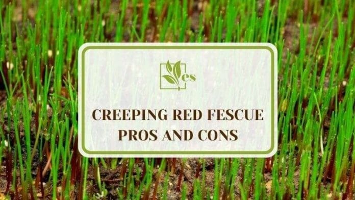 Creeping Red Fescue Pros and Cons