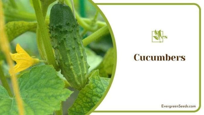 Cucumbers Plant