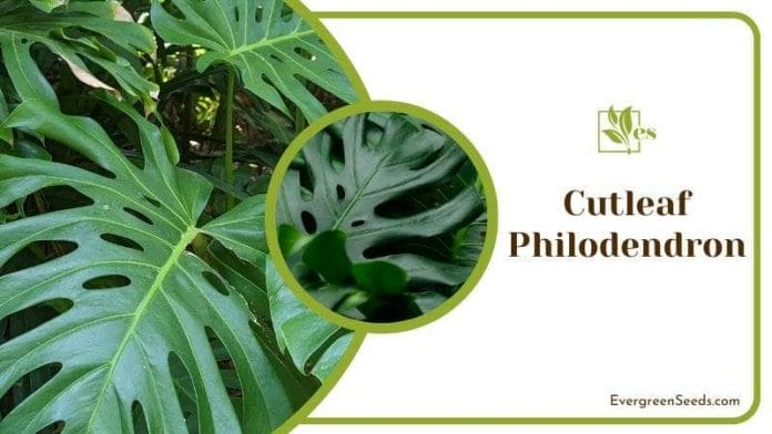 Cutleaf Philodendron
