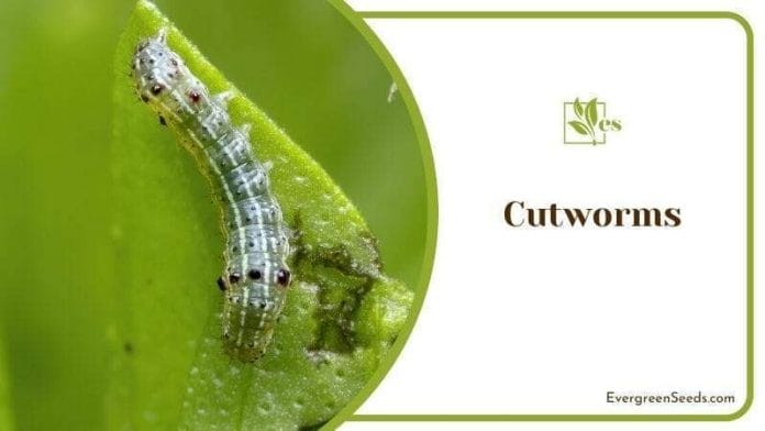 Cutworms