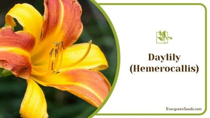 Daylily Hemerocallis