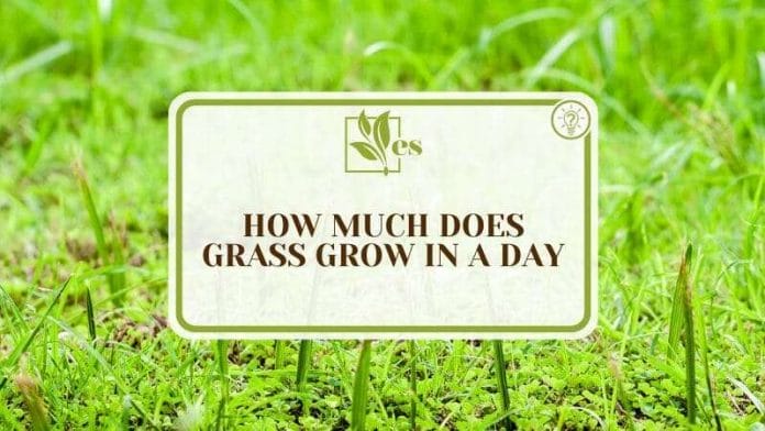 Details to Accelerate Growth of Grass in a Day