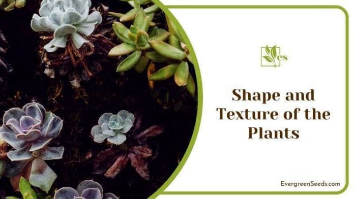 Different Shape Plants in Garden