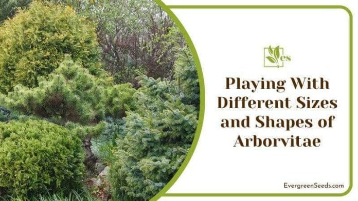 Different Sizes and Shapes of Arborvitae