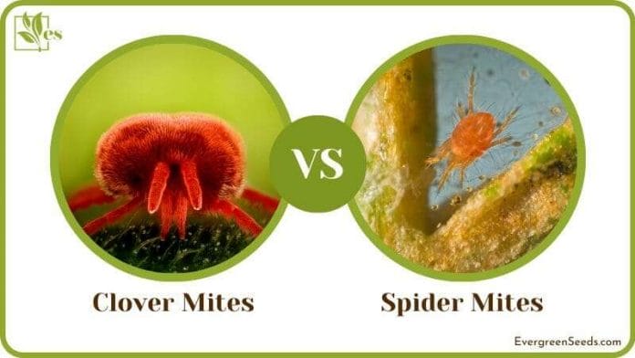 Distinguishing Clover Mites and Spider Mites