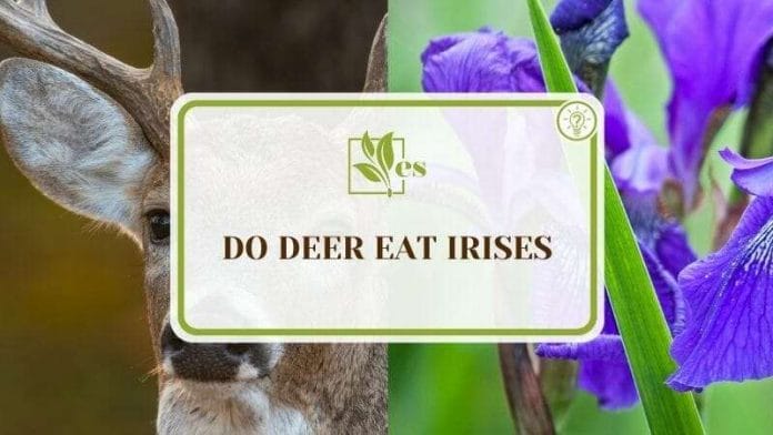 Do Deer Eat Irises