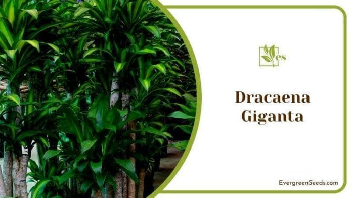 Dracaena Giganta Plants in Greenhouse