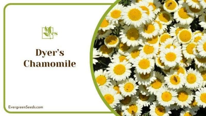 Dyer’s Chamomile Blossoms