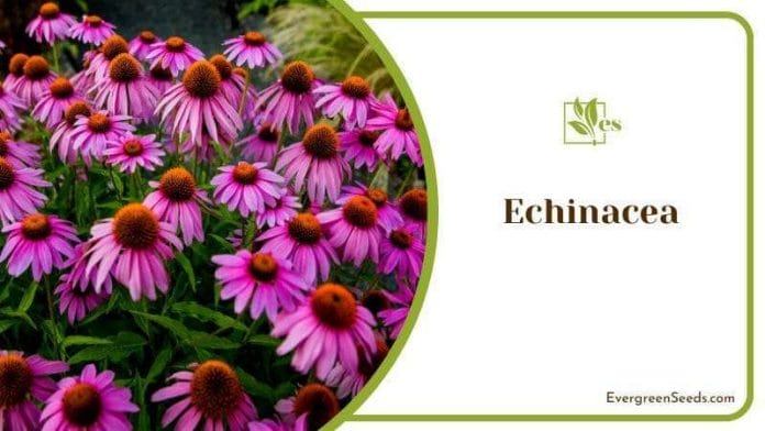 Echinacea Blooms in Garden