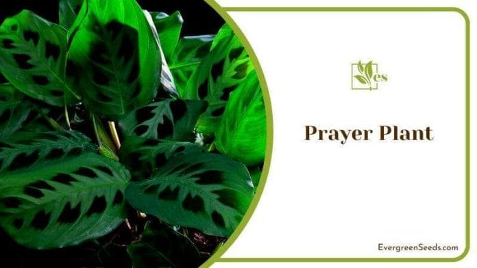 Exotic and Eye Catching Prayer Plant