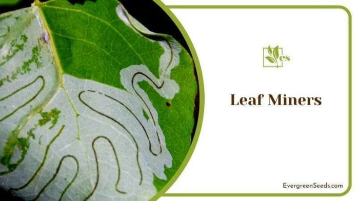 Exploring Leaf Miner Trails on a Leaf
