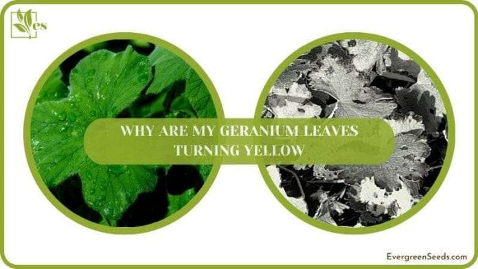 Facts Why Geranium Leaves Turning Yellow