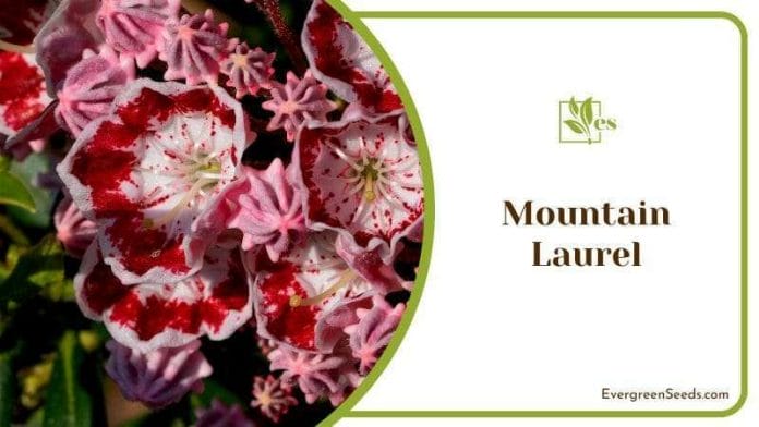 Flower Head of Mountain Laurel