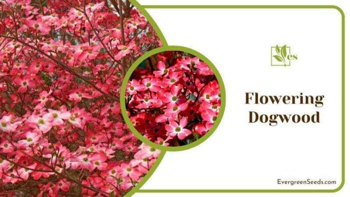 Flowering Dogwood Blossoms