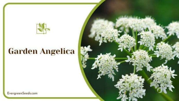 Garden Angelica has edible stem and roots