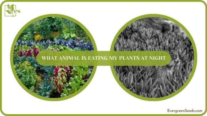 Get rid of Animals from eating my plants