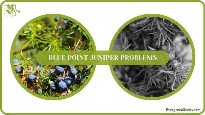 Get rid of Blue Point Juniper Problem