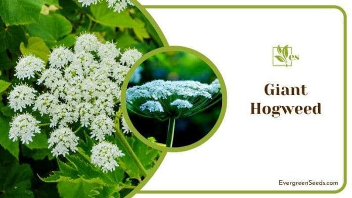 Giant Hogweed Blossoms in Plants