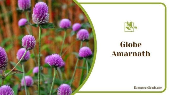 Globe Amarnath ideal for hobbyists