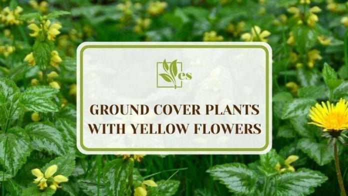 Ground Cover Plants with Yellow Flowers